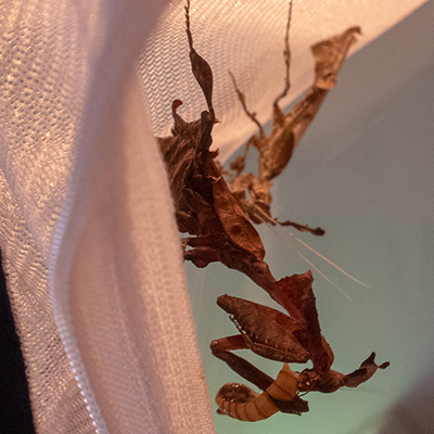 accouplement phyllocrania